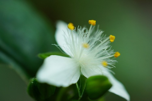 白いつゆ草？