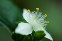 白いつゆ草？