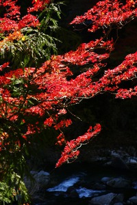 紅葉を愛でに♪