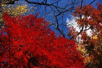 紅葉を愛でに♪