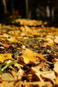 紅葉を愛でに♪