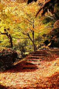 紅葉を愛でに♪