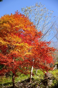 紅葉を愛でに♪