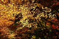 紅葉を愛でに♪