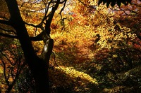 紅葉を愛でに♪