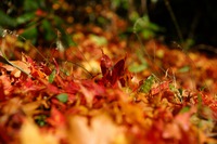 紅葉を愛でに♪