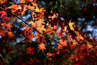 紅葉を愛でに♪