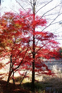 タカドヤ湿地の紅葉♪