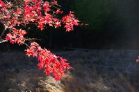 タカドヤ湿地の紅葉♪