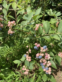 暑さに負けない食欲 2024/07/09 09:19:53