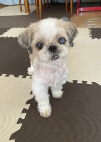 ちょこちょこ母ちゃん床屋してます 2024/09/03 17:26:21