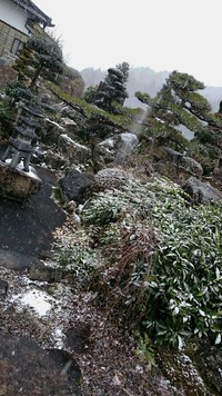 雪です(*^ー^)ノ♪ 2017/01/12 13:30:26