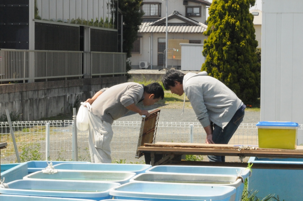 続・秘密のメダカを探す人々。