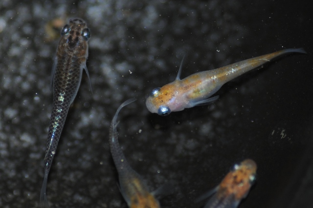 灯メダカの販売 L メダカ屋 猫飯 ねこまんま 稻田魚 Oryzias Killifish