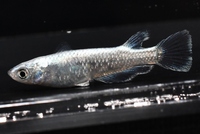 魔王 改のご紹介 L メダカ屋 猫飯 ねこまんま 稻田魚 Oryzias Killifish