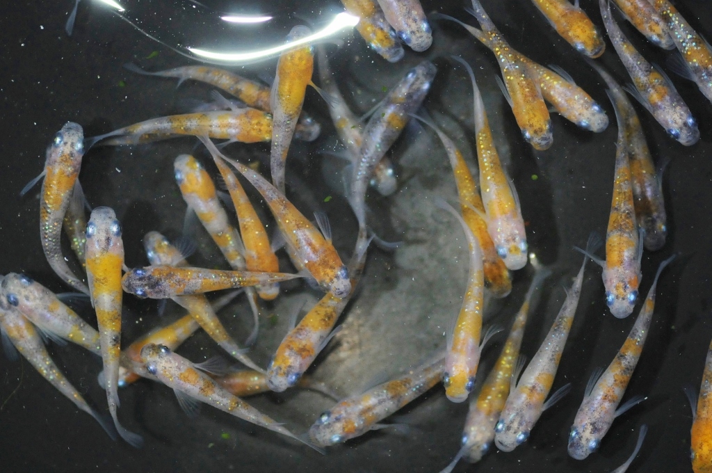 店長日記 メダカ屋 猫飯 ねこまんま 稻田魚 Oryzias Killifish