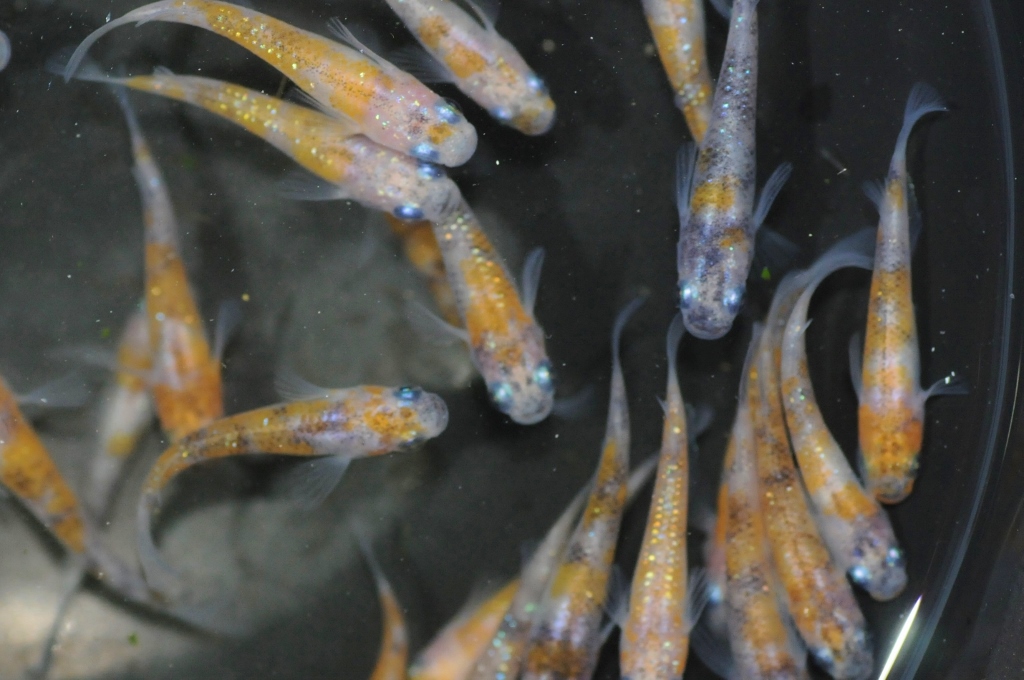 店長日記 メダカ屋 猫飯 ねこまんま 稻田魚 Oryzias Killifish