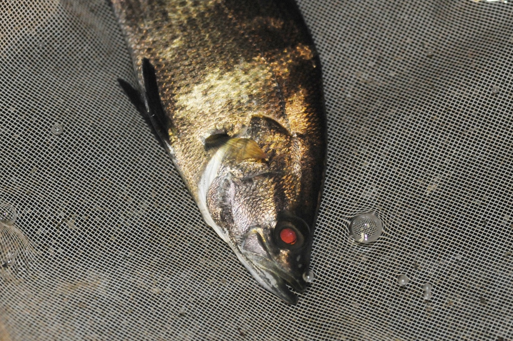 アカメ・販売いたします。 l メダカ屋・猫飯（ねこまんま） 稻田魚 Oryzias killifish