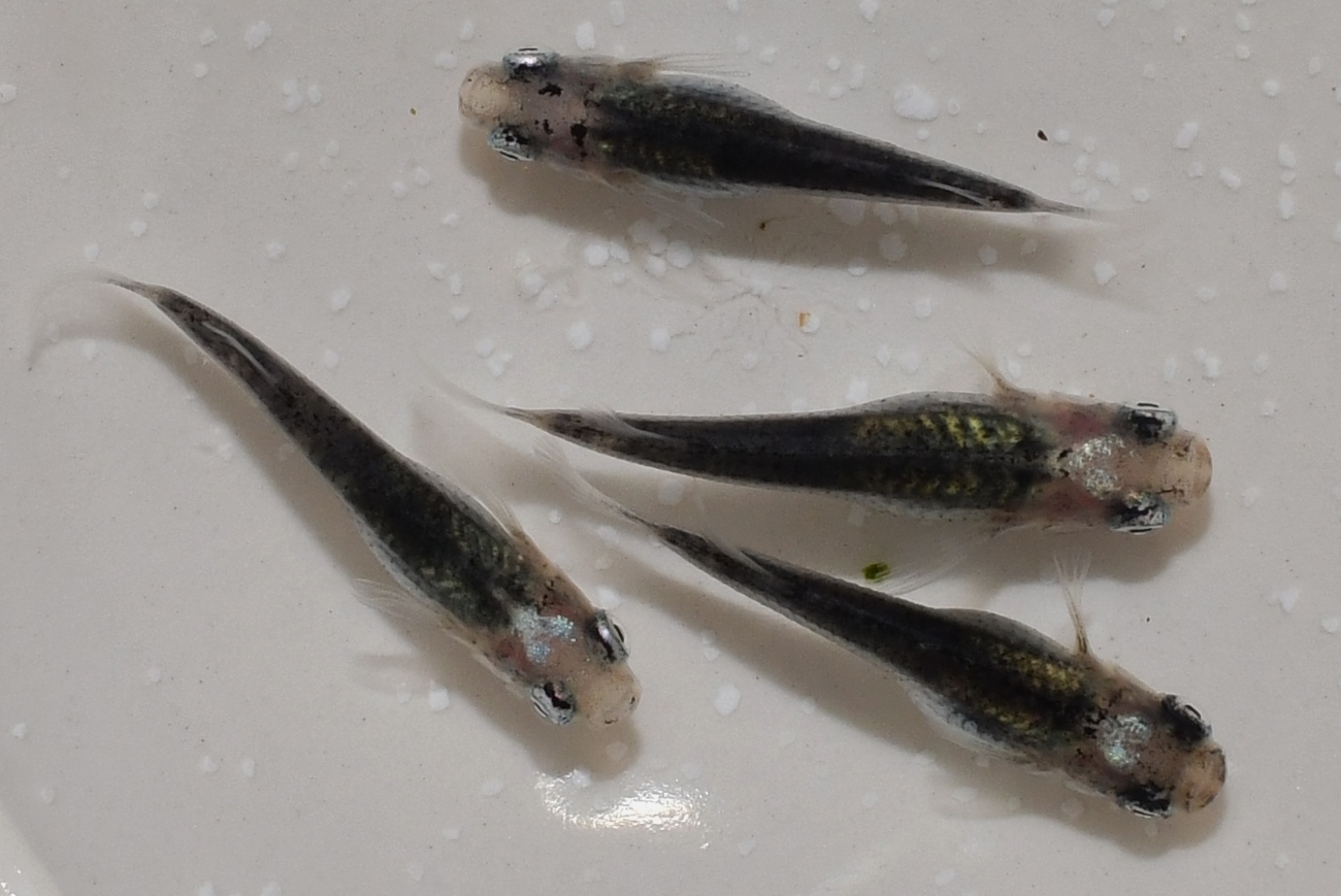 店長日記 メダカ屋 猫飯 ねこまんま 稻田魚 Oryzias Killifish