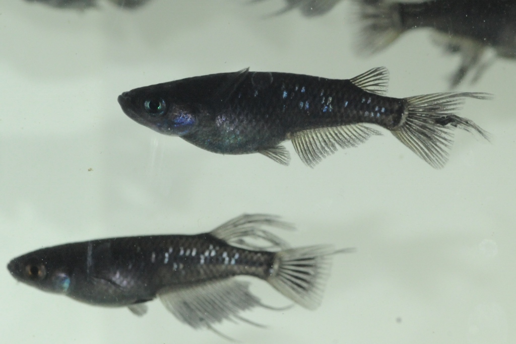 オロチラメスワローメダカ L メダカ屋 猫飯 ねこまんま 稻田魚 Oryzias Killifish