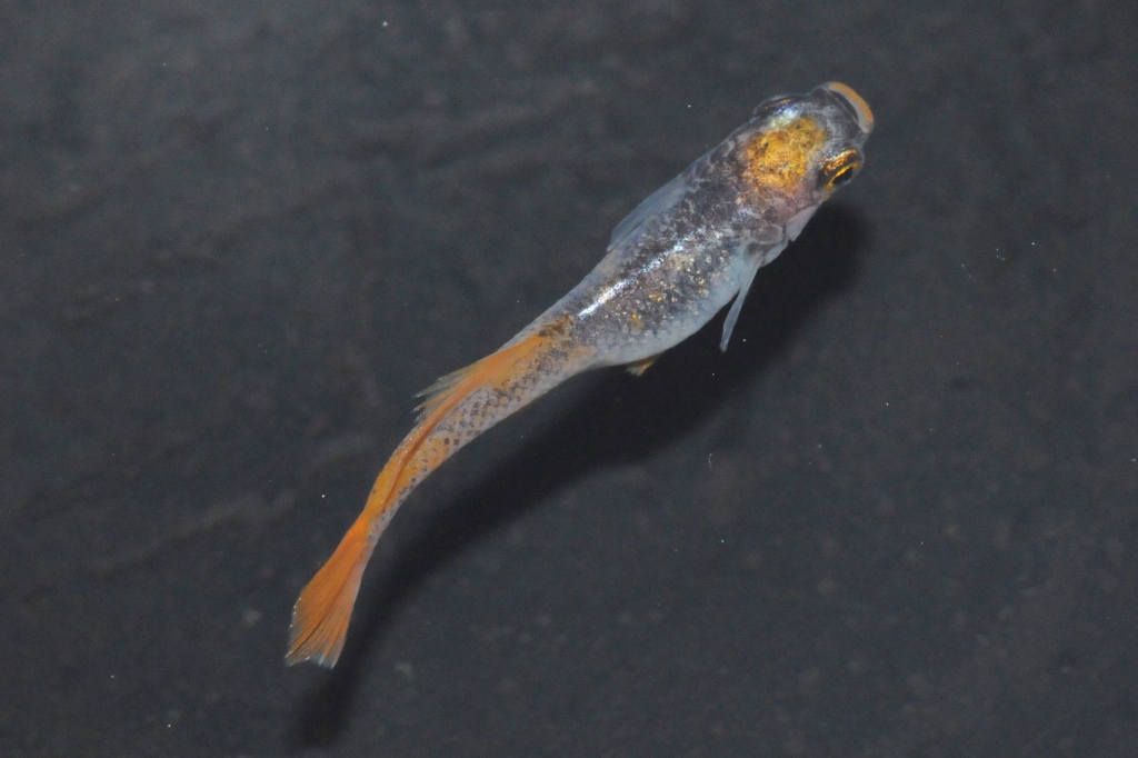 黒龍姫メダカ l メダカ屋・猫飯（ねこまんま） 稻田魚 Oryzias killifish