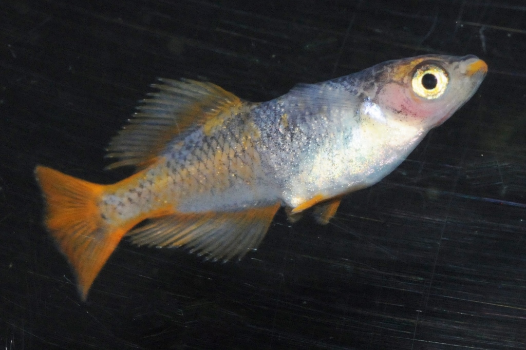 黒龍姫メダカ l メダカ屋・猫飯（ねこまんま） 稻田魚 Oryzias killifish