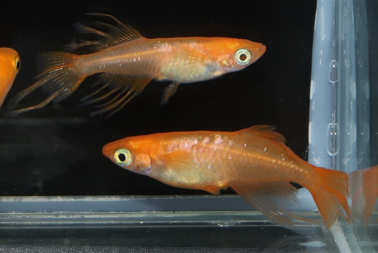 メダカ屋 猫飯 ねこまんま 稻田魚 Oryzias Killifish