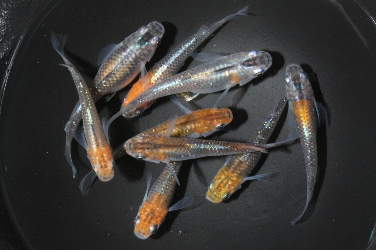 メダカのセット販売ご紹介 L メダカ屋 猫飯 ねこまんま 稻田魚 Oryzias Killifish