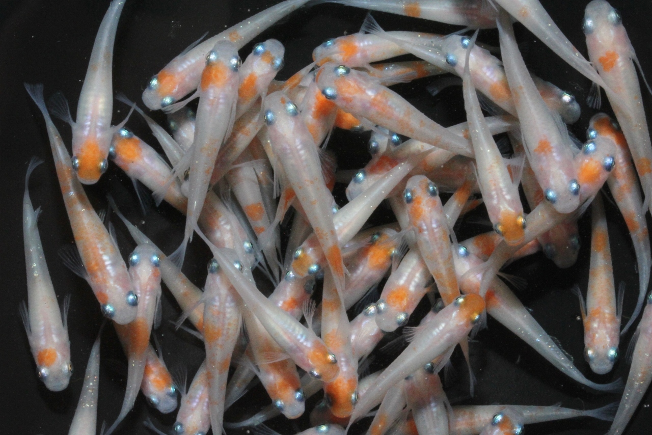 白勝ち小町メダカのご紹介！ l メダカ屋・猫飯（ねこまんま） 稻田魚 Oryzias killifish