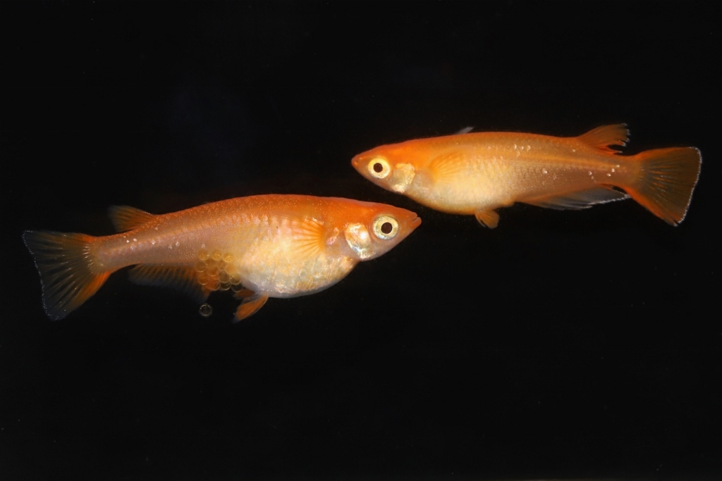 ルチノー楊貴妃メダカ L メダカ屋 猫飯 ねこまんま 稻田魚 Oryzias Killifish