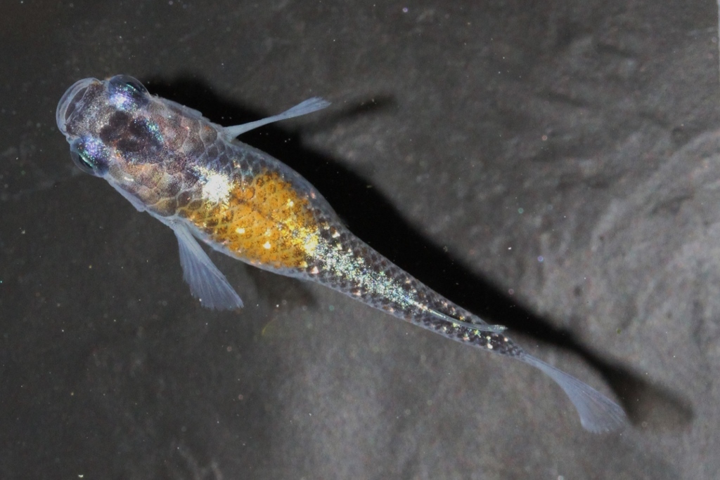 雷切メダカが成長してきました。 l メダカ屋・猫飯（ねこまんま） 稻田魚 Oryzias killifish