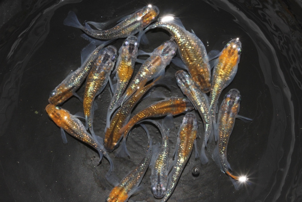 猫飯オリジナル品種・雷切 l メダカ屋・猫飯（ねこまんま） 稻田魚 Oryzias killifish