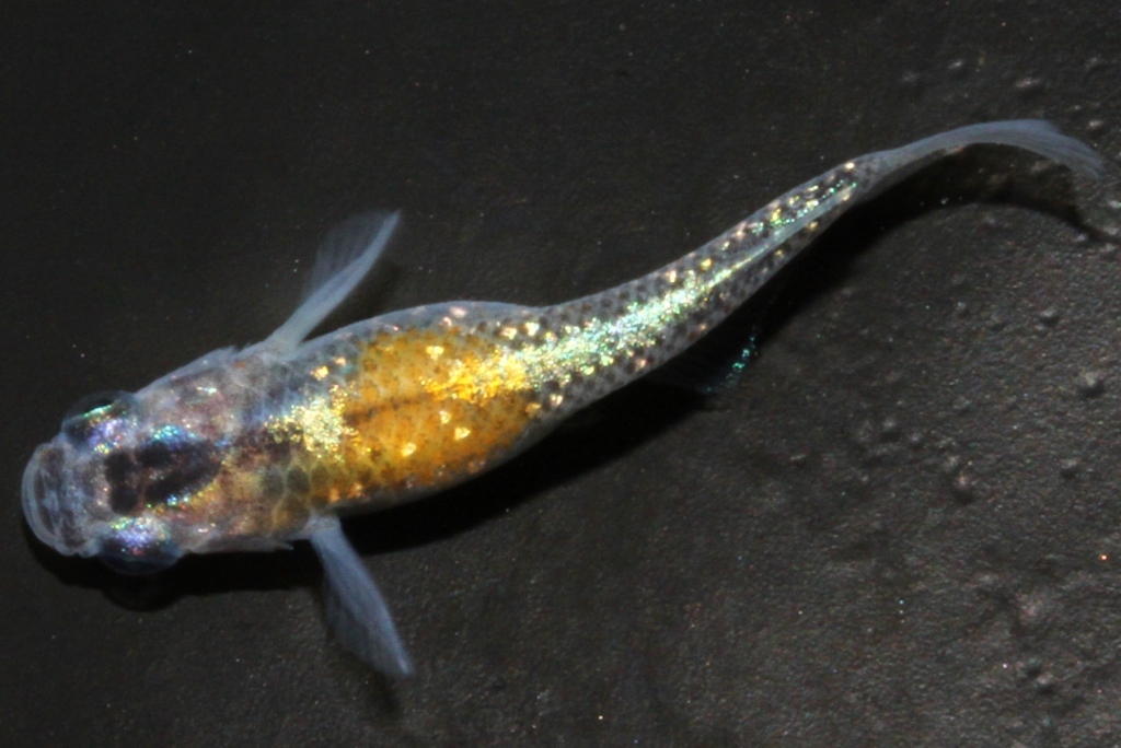 猫飯オリジナル品種・雷切 l メダカ屋・猫飯（ねこまんま） 稻田魚 Oryzias killifish