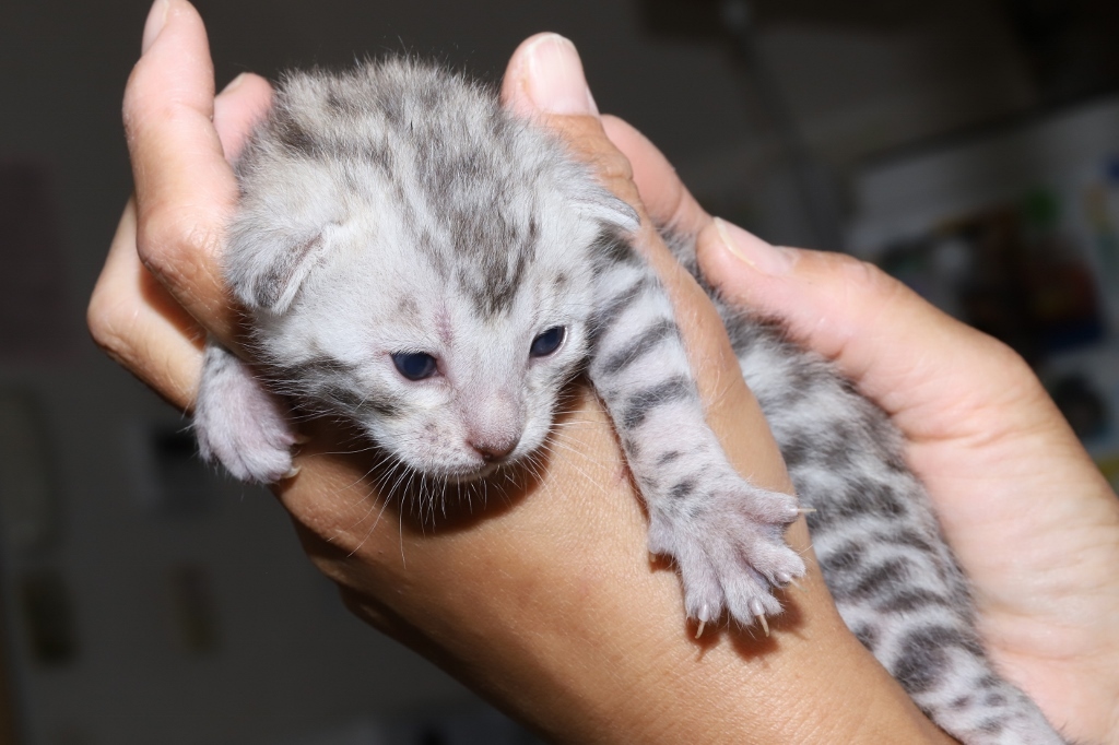 ベンガルの子猫、7月初旬に販売予定です。