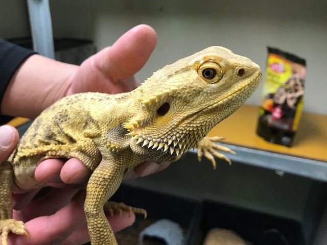 フトアゴヒゲトカゲイエロー・約40㎝ l メダカ屋・猫飯（ねこまんま） 稻田魚 Oryzias killifish