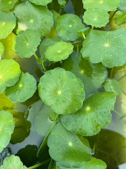 ６月に植えた水草が増えてきました。