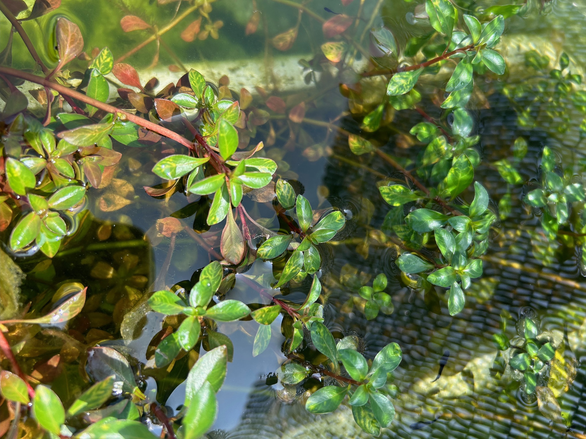 ６月に植えた水草が増えてきました。