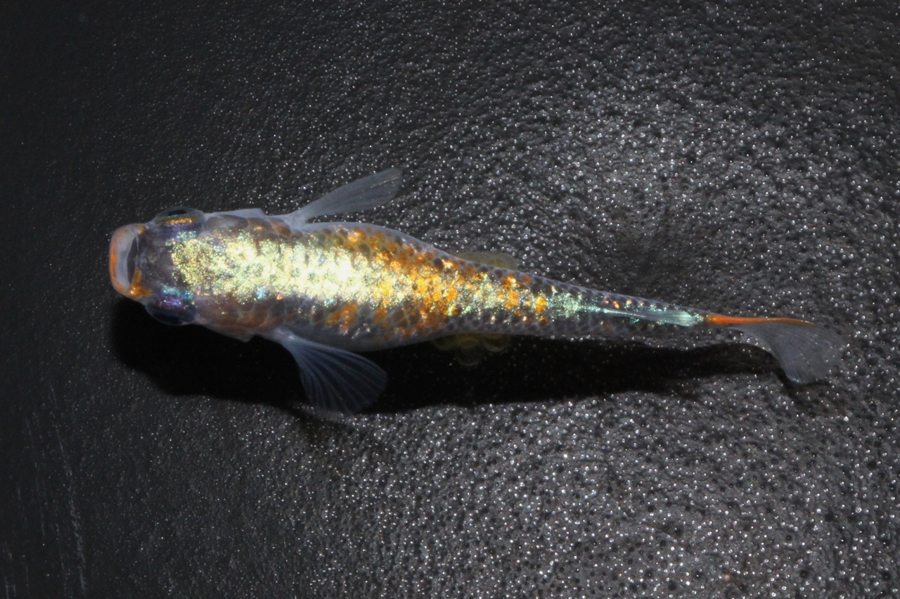 白雷メダカ l メダカ屋・猫飯（ねこまんま） 稻田魚 Oryzias killifish