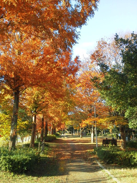 佐鳴湖紅葉２
