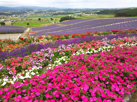 富良野２０１５（その４）