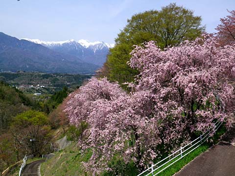 伊那路～桜巡り