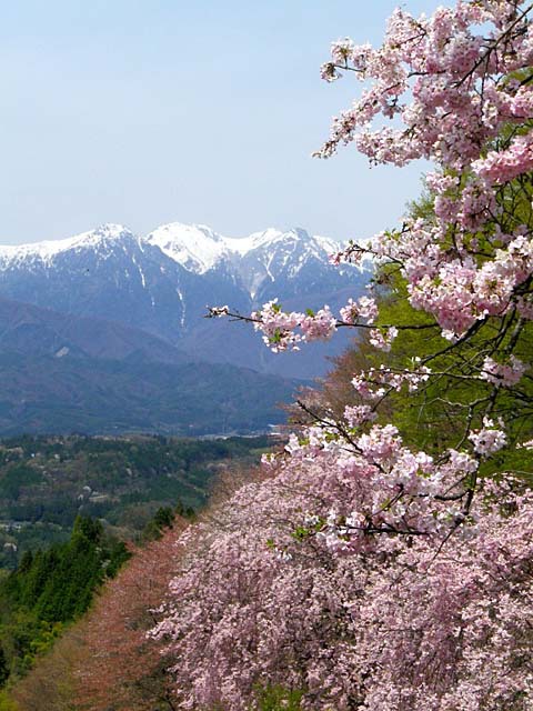 伊那路～桜巡り