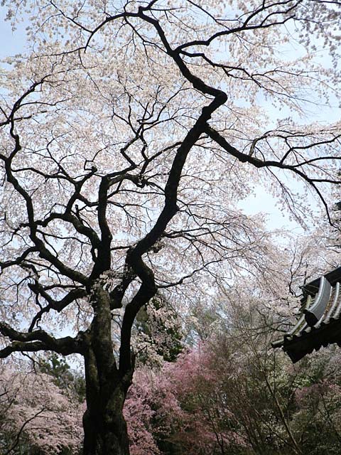 伊那路～桜巡り