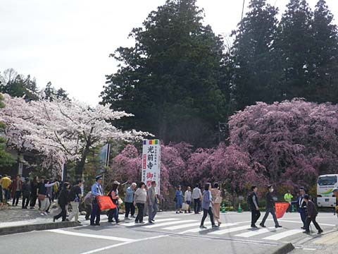 伊那路～桜巡り