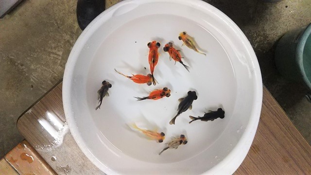 フナ尾の出目金とフナ尾の東錦 浜松金魚養魚場日記