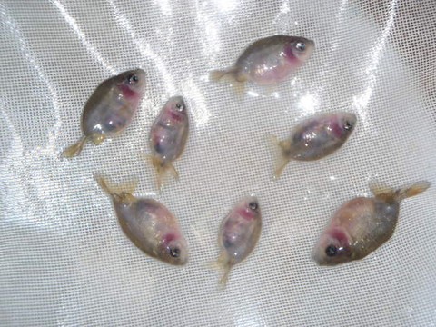 らんちゅうの青仔好評発売中 浜松金魚養魚場日記