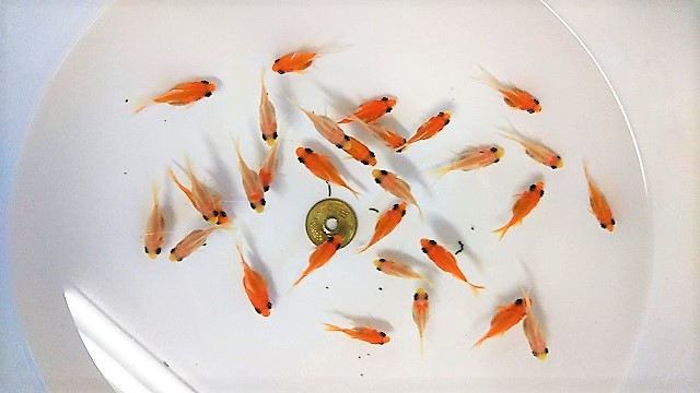 大量生産 琉金 福だるまのかわいいサイズ掲載販売開始 浜松金魚養魚場日記