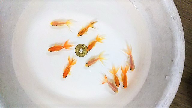 大量生産 琉金 福だるまのかわいいサイズ掲載販売開始 浜松金魚養魚場日記