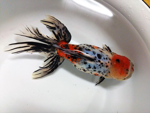 金魚日本一大会親魚４位の東錦をヤフオク！に出品｜浜松金魚養魚場日記