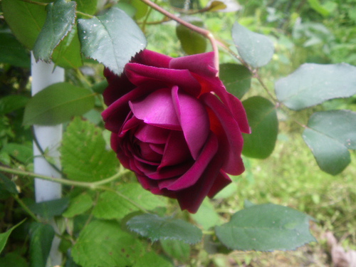 薔薇　２０１６－５－７